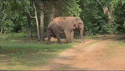 Baby Safari, Assistante Maternelle à Saint-Nazaire